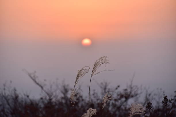 istock The afternoon sun set behind thatched grass. Show the original form 1285387482