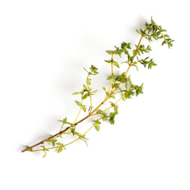 istock Sprig of fresh thyme on a white background, close-up, flat lay, top view. 1285388300