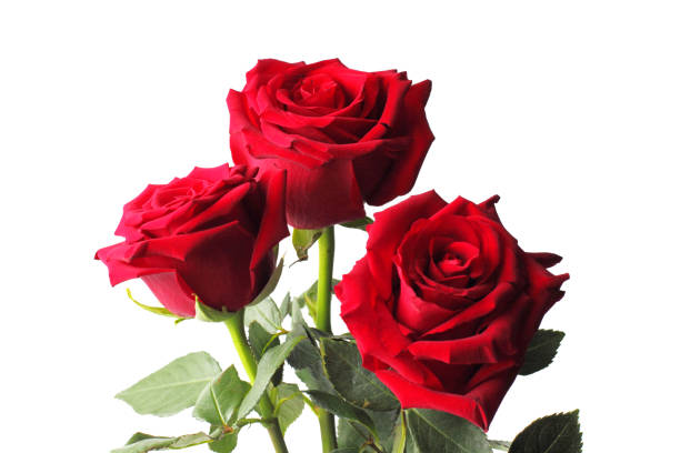 istock Bouquet of three red roses on a white background, copy space, close-up, isolate. 1285388335