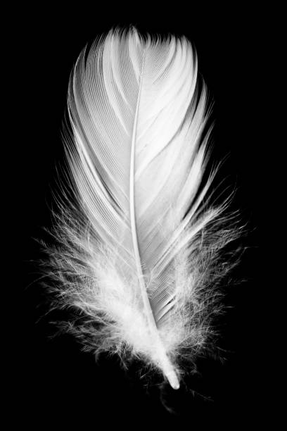 istock White feather isolated on a black background 1285388592