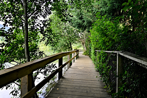 A beautiful view of wooden boardwalk along the shores of a lake with railings and lush green colored leaf foliage of forest  on the other side.