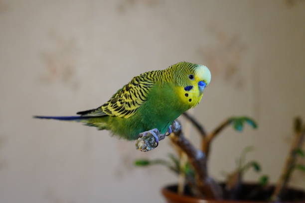 istock Yellow-green budgie sitting on a branch. Age 1 year. Cute. 1285390143