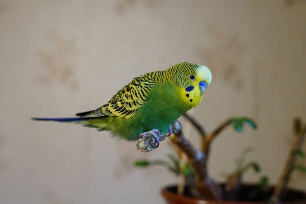 istock Yellow-green budgie sitting on a branch. Age 1 year. Cute. 1285390170