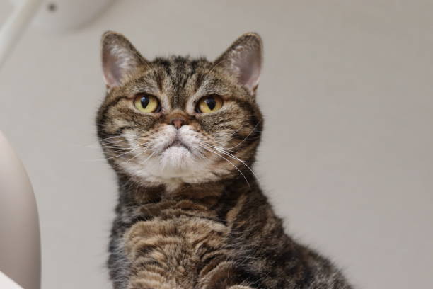 istock American shorthair cat overlooking from above. 1285391942