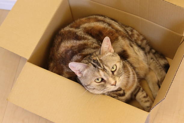 istock American shorthair cat relaxing in a cardboard box. 1285392056
