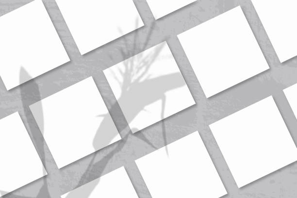 istock Natural light casts shadows from a Spikelets and leaves of the planton several square sheets of white textured paper 1285394755