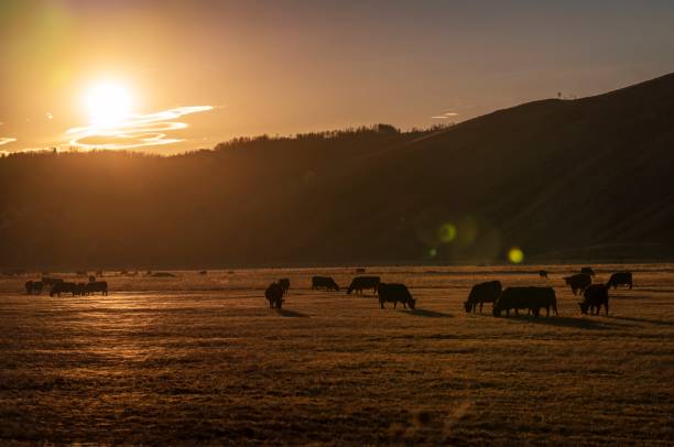 herd of cows with sun setting behind them stock photo