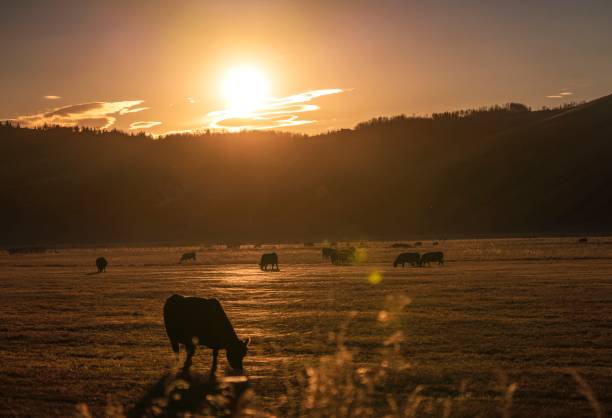 istock cows grazing and eating at sunset 1285395041