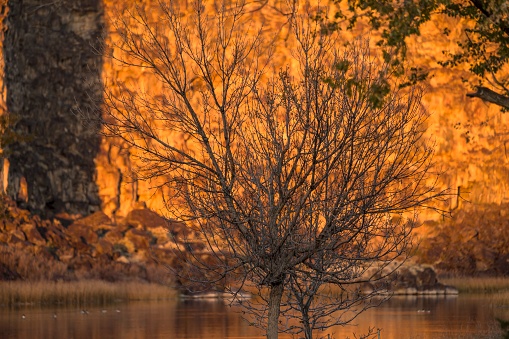 This image shows bare tree branches with beautiful a autumn colored lake landscape behind.