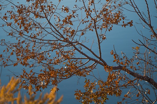 This image shows a close up view of autumn colored tree branches with a clear blue sky background.