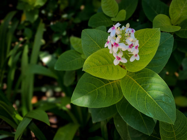 Processed with Lightroom
