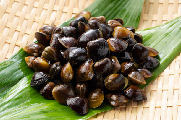 istock A clam placed on a green leaf in a colander 1285396784