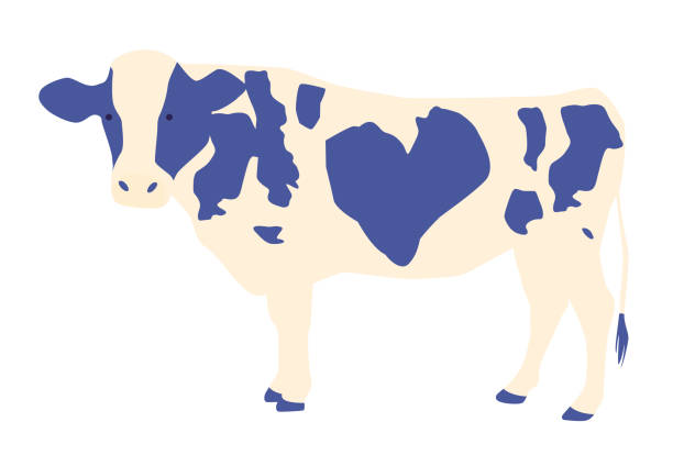 A cow with a heart-shaped pattern A cow with a heart-shaped pattern year of the ox stock illustrations