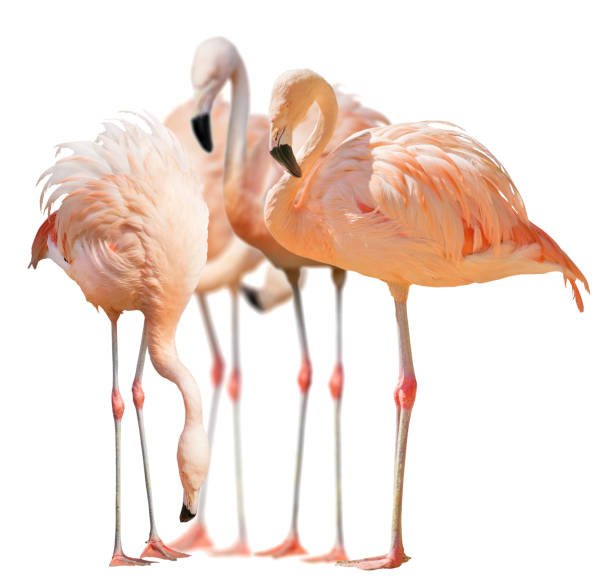 istock isolated group of four flamingo 1285400167