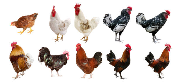 istock ten roosters isolated on white background 1285400192