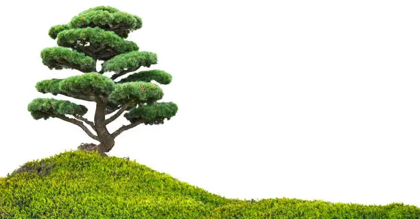 Photo of bonsai pine tree in green grass