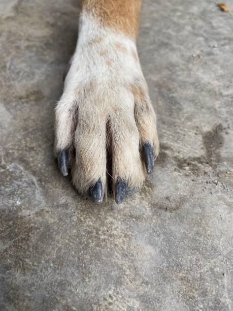 istock foot and nail of dog 1285400201