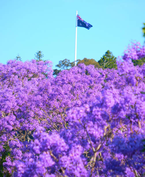 Australian flag amongst jacarandas