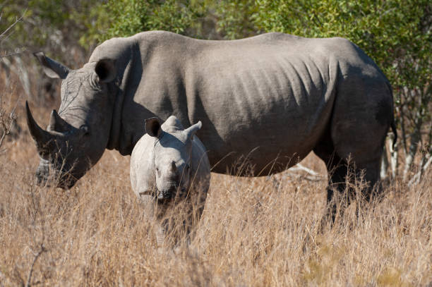istock White Rhino Cow and Calf 1285401173
