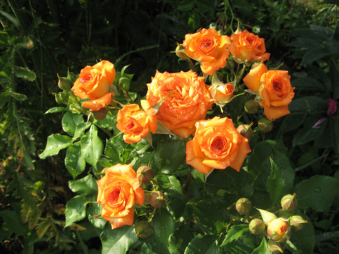 Orange rose flowers on the rose bush in the garden in summer. Gardening of Ukraine
