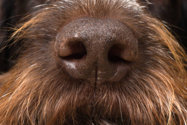 istock brown nose of a hunting dog 1285402667