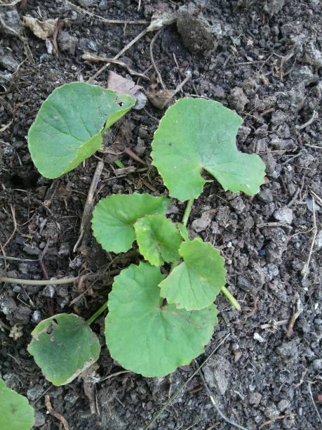 istock green centella asiatica leaves in vegetable garden 1285402779