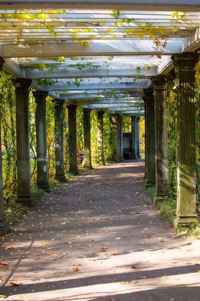 istock footpath in the autumn forest 1285402846