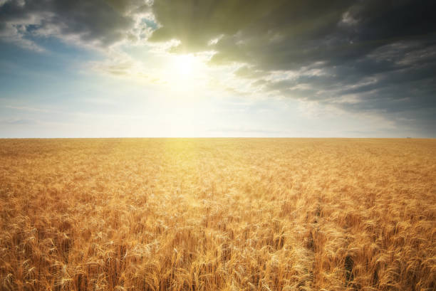 istock Meadow of golden wheat 1285402964