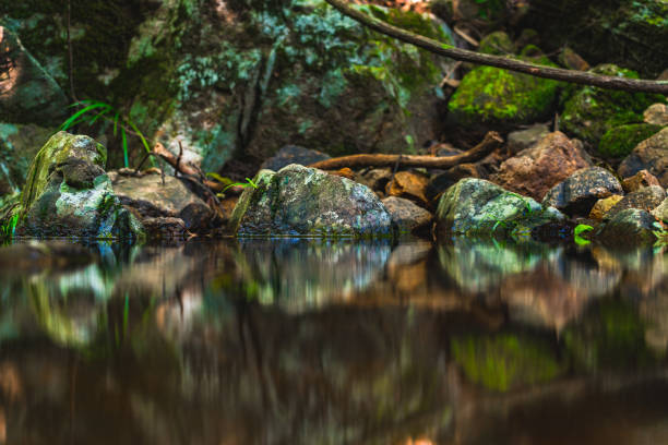 A River and forest at Shing Mun Reservoir