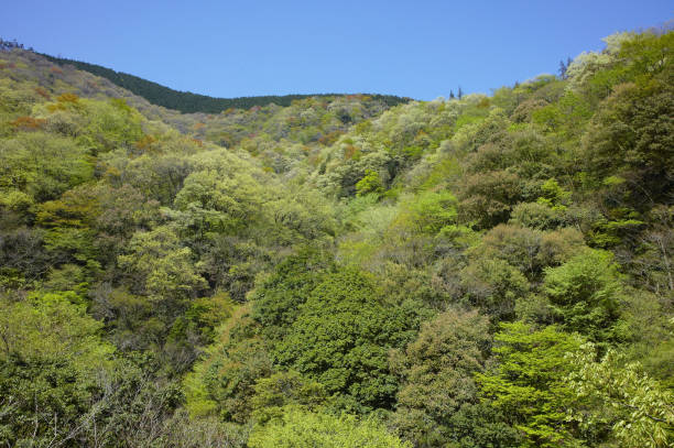istock The mountain surface of trees with fresh green leaves 1285404145