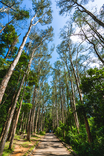 An alley of paper-bark trees (Melaleuca quinquenervia) in Shing Mun Country Park