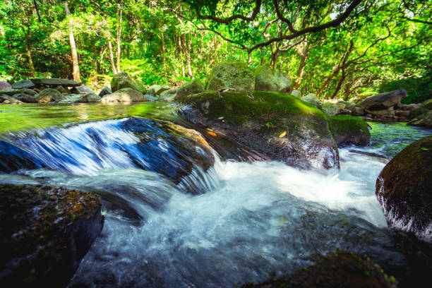 A River and forest at Shing Mun Reservoir