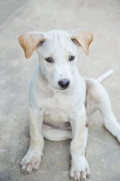 istock cute white dog on cement floor 1285405104
