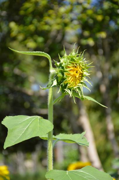 istock yellow sunflower in nature garden 1285405916