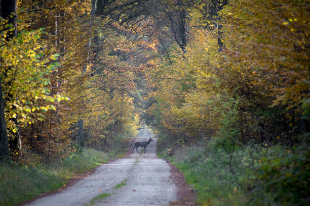 istock Red deer female crossing a road 1285406045