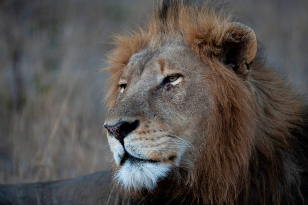 istock Mature Male Lion 1285406652