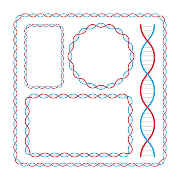 DNA Chain Gene Design Frame Set Vector DNA chain gene design frame set vector dna borders stock illustrations
