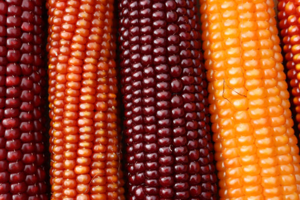 textura de espigas de milho colorido - indian corn - fotografias e filmes do acervo