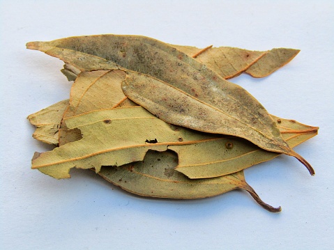 Bay leaf stock photo ,Bay leaf on a white background