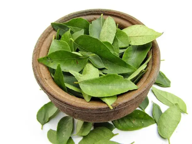Fresh curry leaves on a clay pot with white background