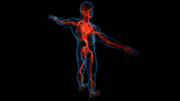 istock Human Circulatory System Heart Anatomy 1285407738