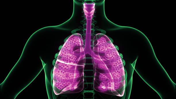 istock Human Respiratory System Lungs with Alveoli Anatomy 1285407802