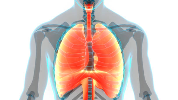 istock Human Respiratory System Lungs with Diaphragm Anatomy 1285407812