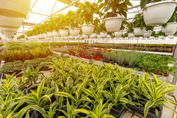 istock Nursery of flowers 1285407835