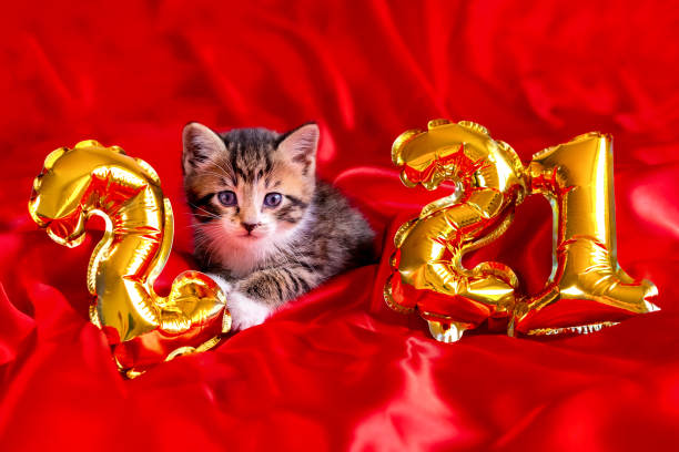 Christmas cat 2021. Kitty with gold foil balloons number 2021 new year. Striped kitten on Christmas festive red background stock photo