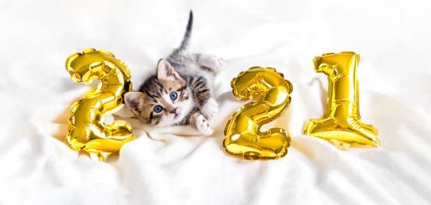Christmas cat 2021. Kitty with gold foil balloons number 2021 new year. Striped kitten on Christmas festive white background stock photo