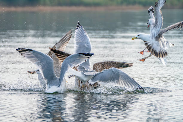 istock A group off Caspian Gulls (Larus cachinnans) fight grapple with each other as they try to steal fish. Oder delta in Poland, europe. 1285410697