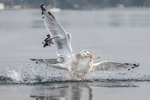 istock A group off Caspian Gulls (Larus cachinnans) fight grapple with each other as they try to steal fish. Oder delta in Poland, europe. 1285410756