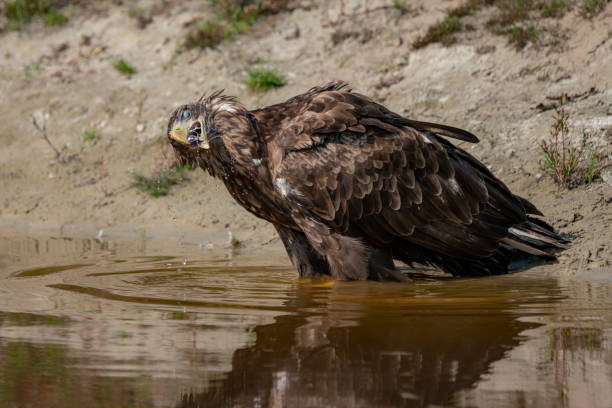 istock Beautiful White Tailed Eagle (Haliaeetus albicilla) taking a bath with splashing water and displaying feathers. Also known as the ern, erne, gray eagle, Eurasian sea eagle and white-tailed sea-eagle. 1285411047