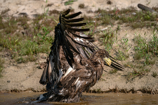 Beautiful White Tailed Eagle (Haliaeetus albicilla) taking a bath with splashing water and displaying feathers. Also known as the ern, erne, gray eagle, Eurasian sea eagle and white-tailed sea-eagle.
